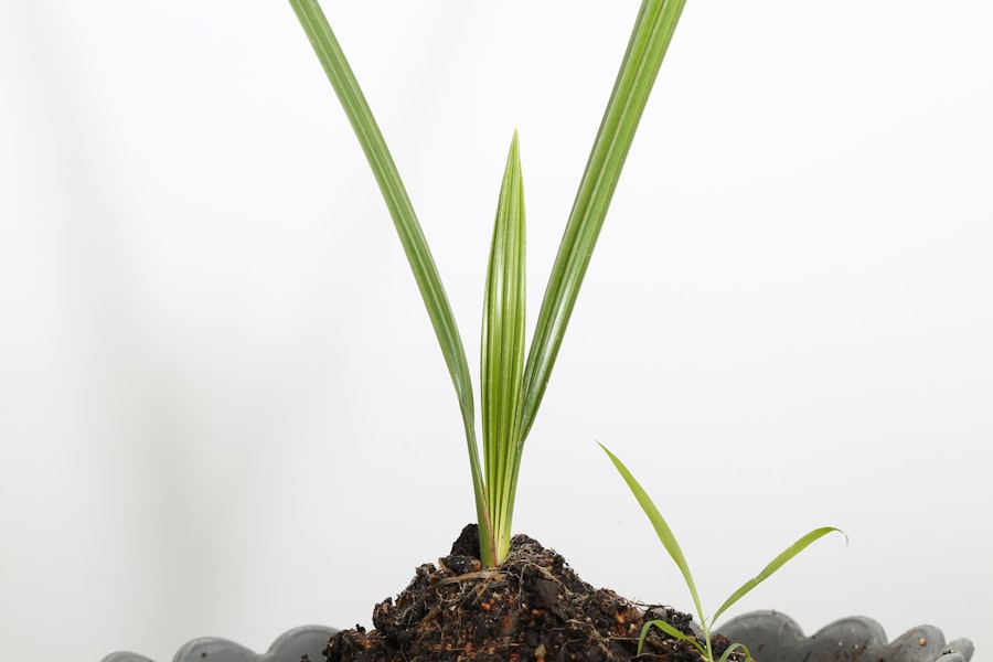 Photo ansoff growth matrix