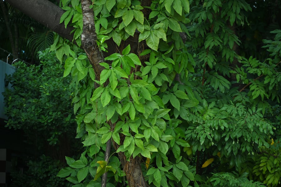 Photo organic growth