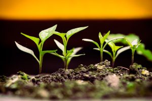 Maximizing Organic Growth in Business